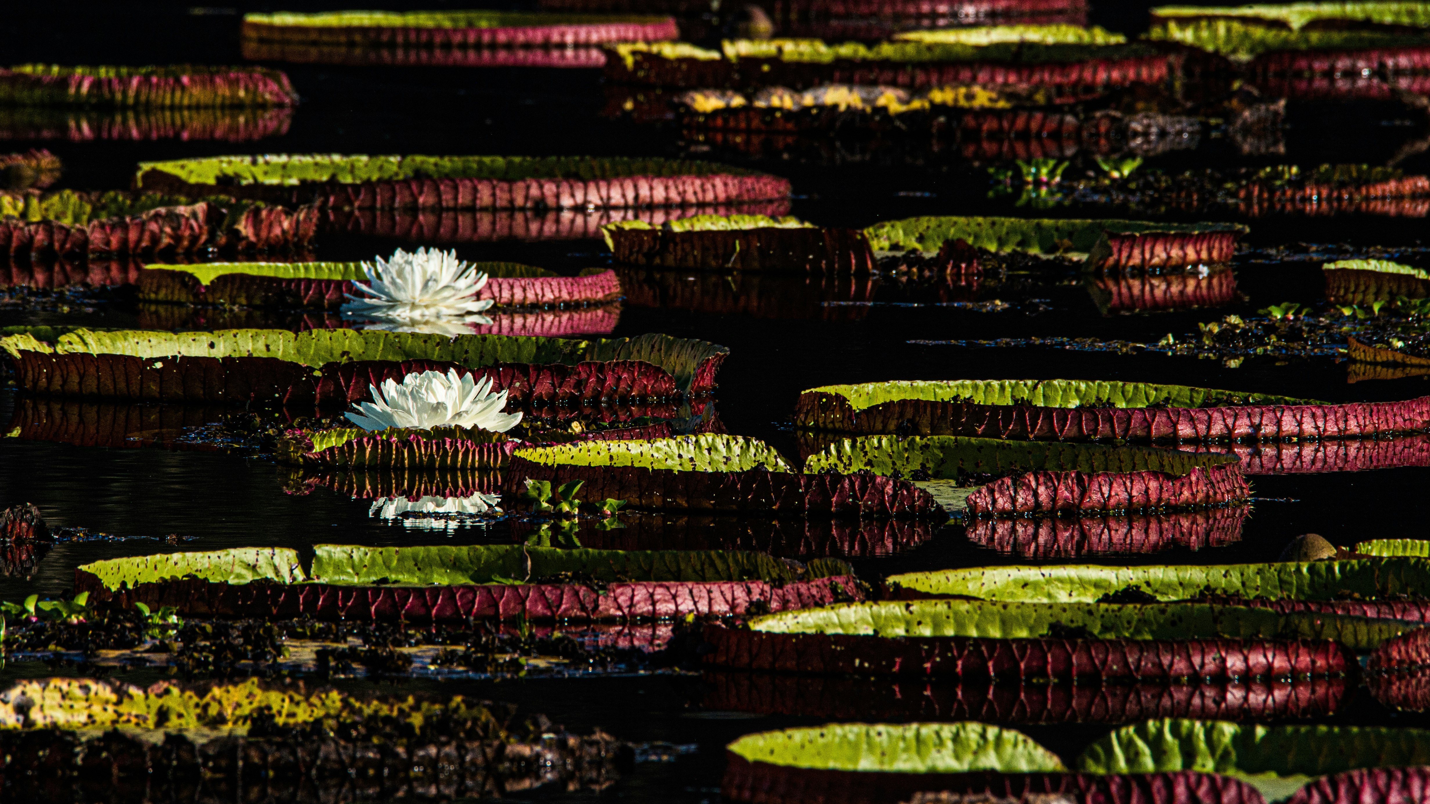 green and purple flower in water